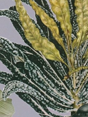 prodaja tapeta dream flowery